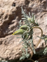 Mentzelia nitens