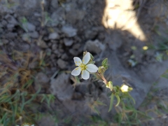 Spergularia macrotheca longistyla