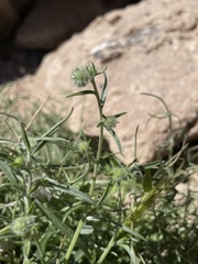 Cryptantha nevadensis