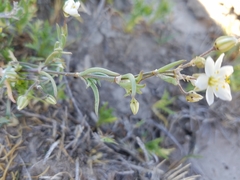 Spergularia macrotheca longistyla