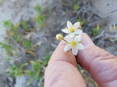 Spergularia macrotheca longistyla