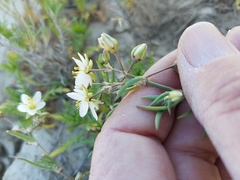 Spergularia macrotheca longistyla