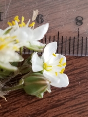 Spergularia macrotheca longistyla