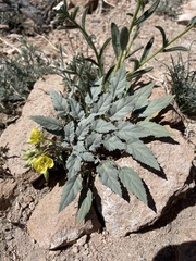 Chylismia claviformis lancifolia