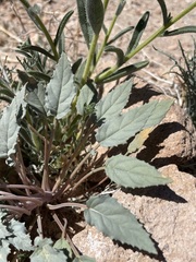 Chylismia claviformis lancifolia