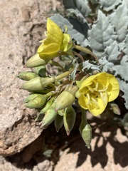 Chylismia claviformis lancifolia