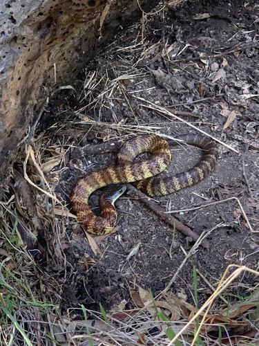 Tiger Snake sighting