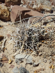 Coryphantha robustispina