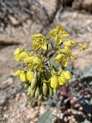 Chylismia claviformis lancifolia