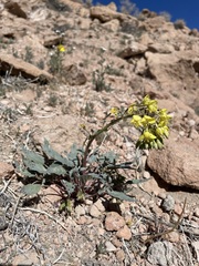 Chylismia claviformis lancifolia