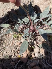Chylismia claviformis lancifolia