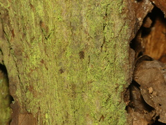 Chrysothrix chamaecyparicola