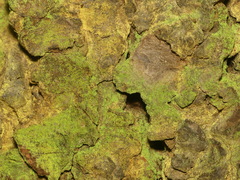 Chrysothrix chamaecyparicola