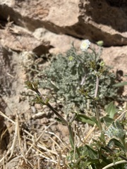 Chorizanthe brevicornu