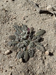 Glyptopleura marginata