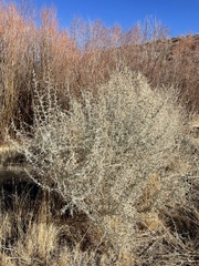 Atriplex torreyi