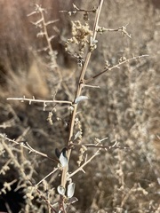 Atriplex torreyi