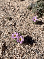 Nama aretioides multiflora