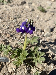 Lupinus odoratus
