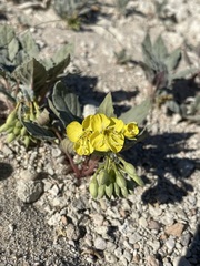 Chylismia claviformis lancifolia