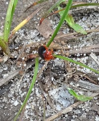 Stenotarsus hispidus