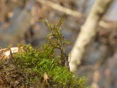 Dichelyma capillaceum