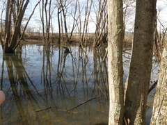 Dichelyma capillaceum