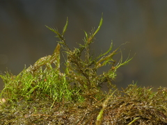 Dichelyma capillaceum