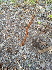 Euprepiophis conspicillata