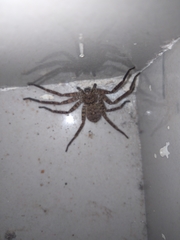 Sparassidae