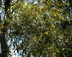 Phoradendron nervosum