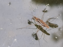 Gerris gracilicornis