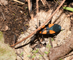 Oncopeltus orourkeae