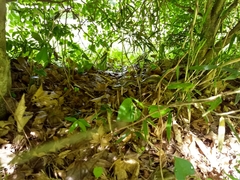 Elaphe quadrivirgata