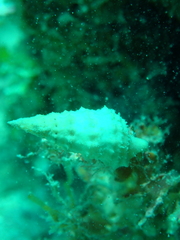 Terebra