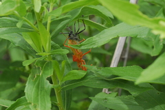 Arilus cristatus