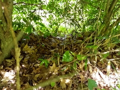 Elaphe quadrivirgata