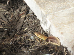 Cubophis vudii