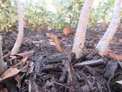 Cubophis vudii