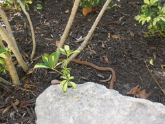 Cubophis vudii