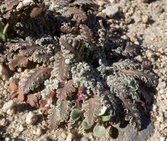 Glyptopleura marginata
