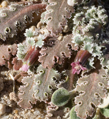 Glyptopleura marginata