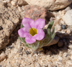Nama aretioides multiflora