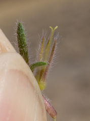 Nama aretioides multiflora
