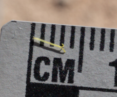 Nama aretioides multiflora