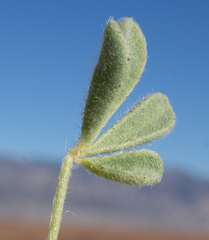 Lupinus odoratus