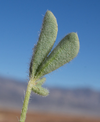 Lupinus odoratus