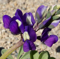 Lupinus odoratus