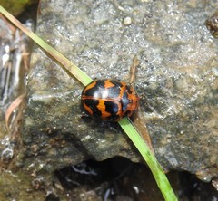 Paropsisterna octomaculata