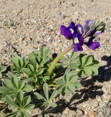Lupinus odoratus